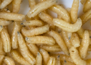 Keeping Maggots at bay from your Wheelie Bins in the Barnet Borough