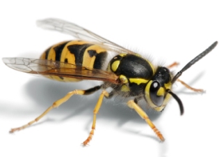 Cleaning to reduce the risk of wasps around your wheelie bins in the Hertsmere Borough